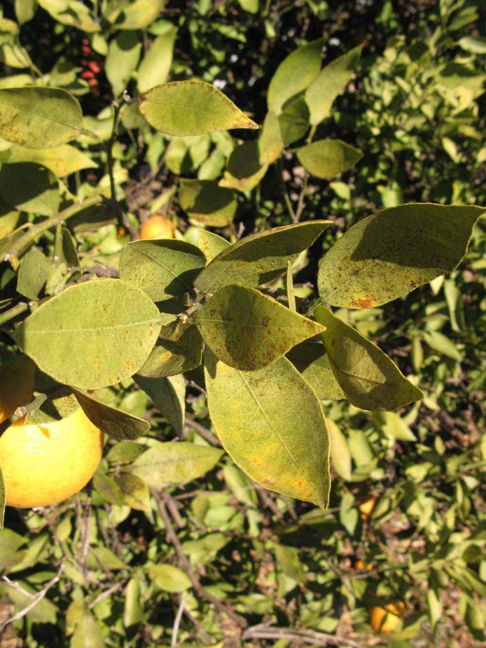            Sun leaves (Winter Haven, FL)   